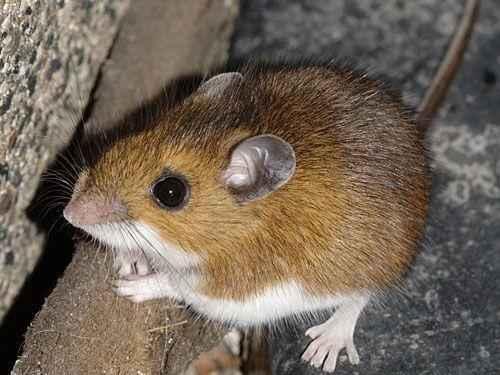 Какие факты можно узнать о природе. Интересные факты о природе