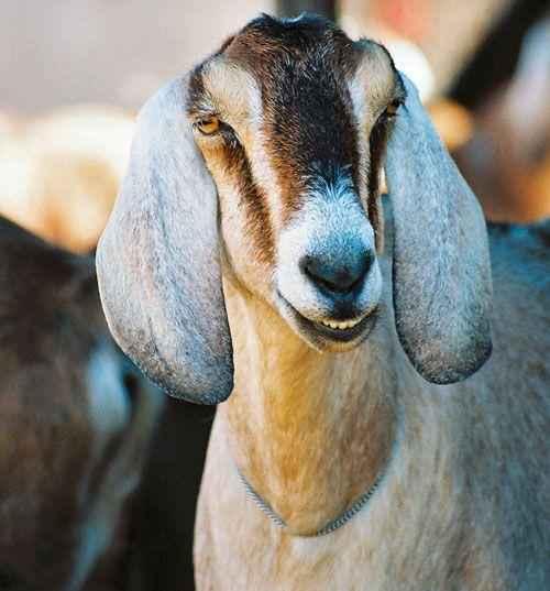 Какие факты можно узнать о природе. Интересные факты о природе