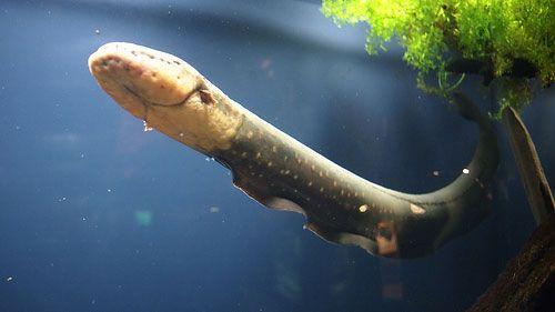 Какие факты можно узнать о природе. Интересные факты о природе