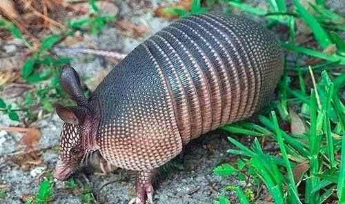 Какие факты можно узнать о природе. Интересные факты о природе