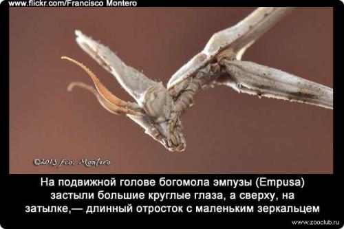 10 Удивительных фактов о богомолах. Интересные факты о богомолах 08