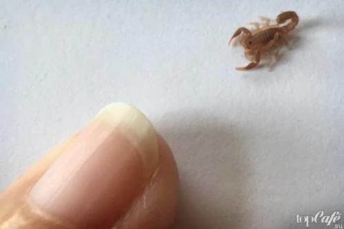 Интересные факты о скорпионах. ТОП-15 удивительных фактов о скорпионах