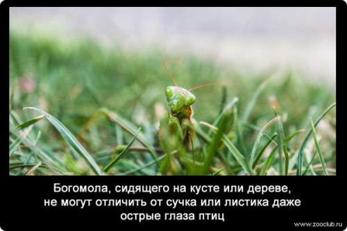 10 Удивительных фактов о богомолах. Интересные факты о богомолах 05
