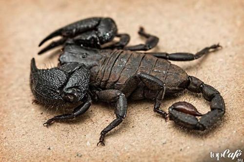 Интересные факты о скорпионах. ТОП-15 удивительных фактов о скорпионах