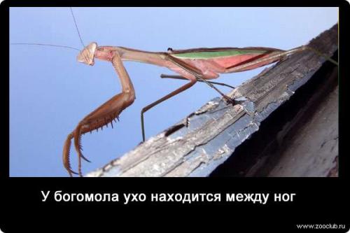 10 Удивительных фактов о богомолах. Интересные факты о богомолах 01