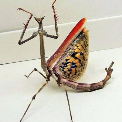 Как двигается богомол. Богомол – насекомое-инопланетянин