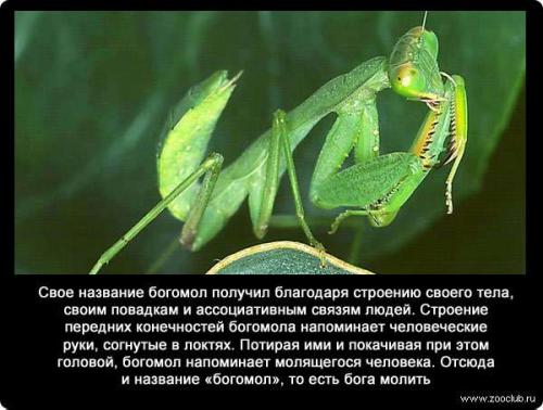10 Удивительных фактов о богомолах. Интересные факты о богомолах 04