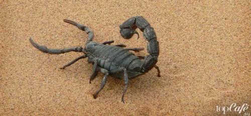 Интересные факты о скорпионах. ТОП-15 удивительных фактов о скорпионах