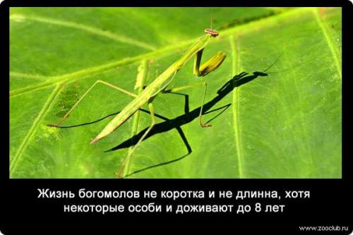 10 Удивительных фактов о богомолах. Интересные факты о богомолах 06
