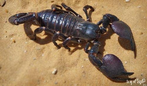 Интересные факты о скорпионах. ТОП-15 удивительных фактов о скорпионах