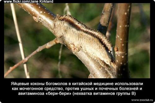 10 Удивительных фактов о богомолах. Интересные факты о богомолах 09