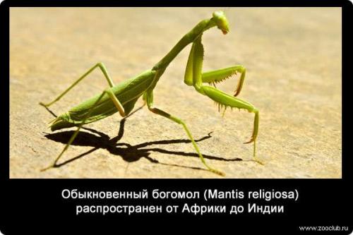 10 Удивительных фактов о богомолах. Интересные факты о богомолах 07