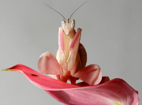 Орхидейный богомол интересные факты. Эволюция орхидейного богомола тесно связана с охотой на опылителей
