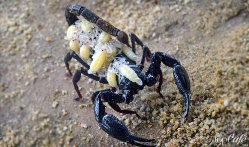 Интересные факты о скорпионах. ТОП-15 удивительных фактов о скорпионах