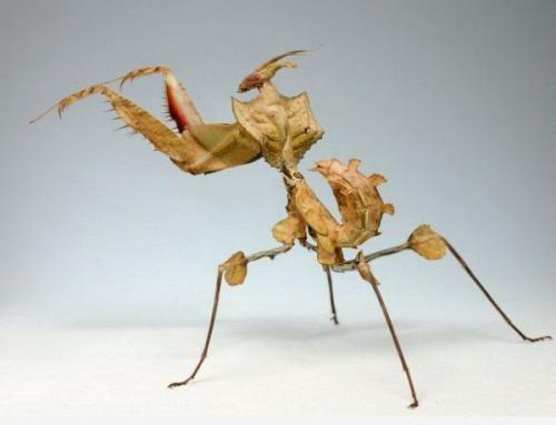 10 Удивительных фактов о богомолах. Интересные факты о богомолах 12 10 Удивительных фактов о богомолах. Интересные факты о богомолах 12