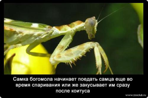 10 Удивительных фактов о богомолах. Интересные факты о богомолах 03