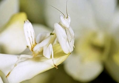 Орхидейный богомол интересные факты. Эволюция орхидейного богомола тесно связана с охотой на опылителей