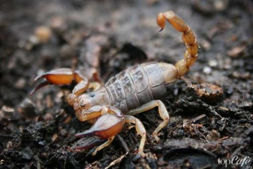 Интересные факты о скорпионах. ТОП-15 удивительных фактов о скорпионах