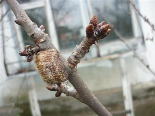 Интересные и шокирующие факты о богомолах. Интересные факты: 24