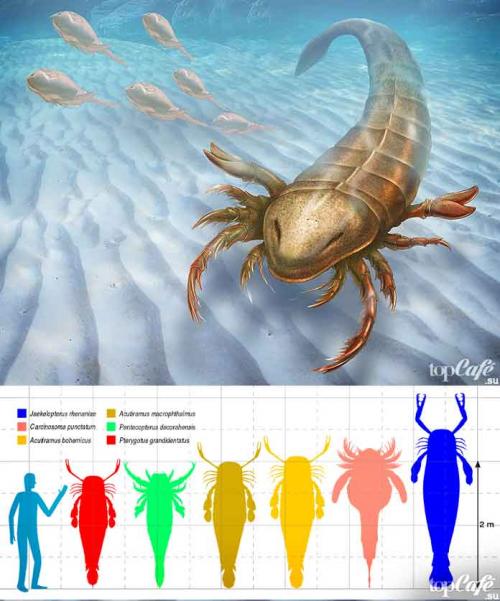 Интересные факты о скорпионах. ТОП-15 удивительных фактов о скорпионах