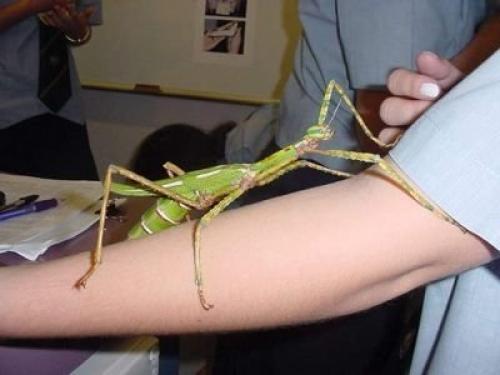 Как двигается богомол. Богомол – насекомое-инопланетянин