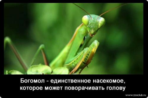 10 Удивительных фактов о богомолах. Интересные факты о богомолах 02