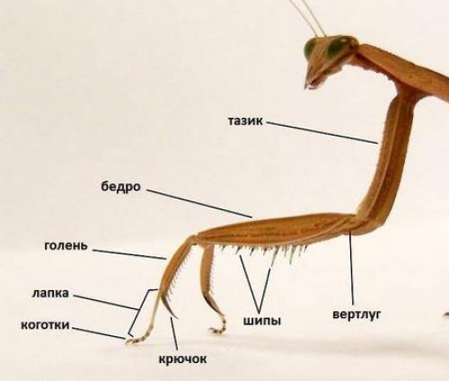 Умеют ли богомолы летать. Богомол – насекомое-инопланетянин