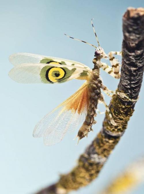 Самый большой богомол. Удивительные богомолы и палочники: 9 самых невероятных видов.