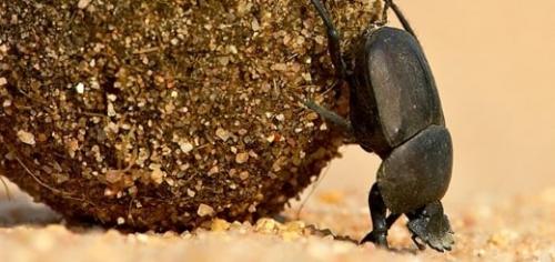 Интересные факты о насекомом. 10 самых невероятных фактов о насекомых