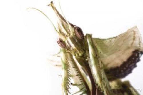 Как двигается богомол. Богомолы