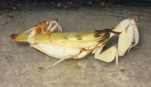 Орхидейный богомол интересные факты. Эволюция орхидейного богомола тесно связана с охотой на опылителей