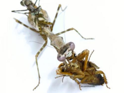 Как двигается богомол. Богомолы