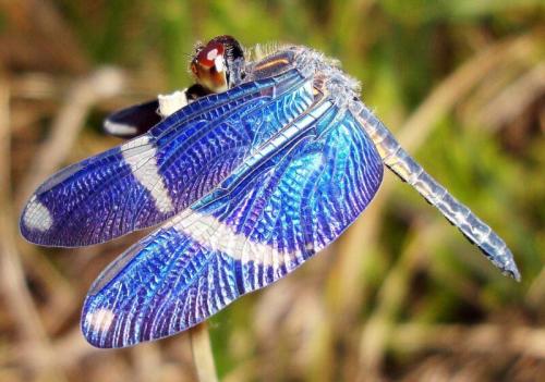 Интересные факты о насекомом. 10 самых невероятных фактов о насекомых