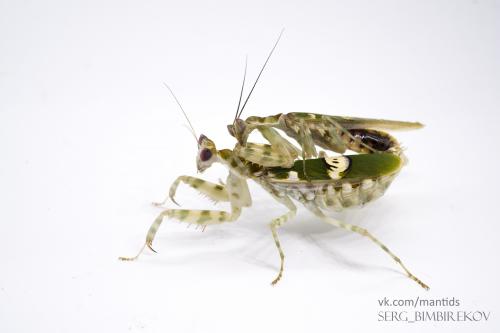 Как двигается богомол. Богомолы