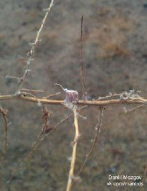 Как двигается богомол. Богомолы