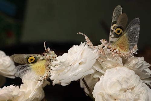 Как двигается богомол. Богомолы