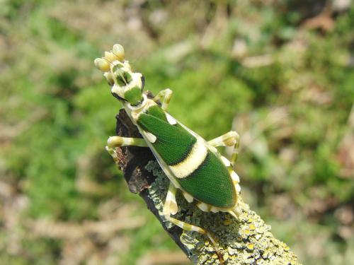 Орхидейный богомол интересные факты. Эволюция орхидейного богомола тесно связана с охотой на опылителей