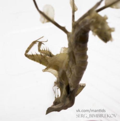 Как двигается богомол. Богомолы