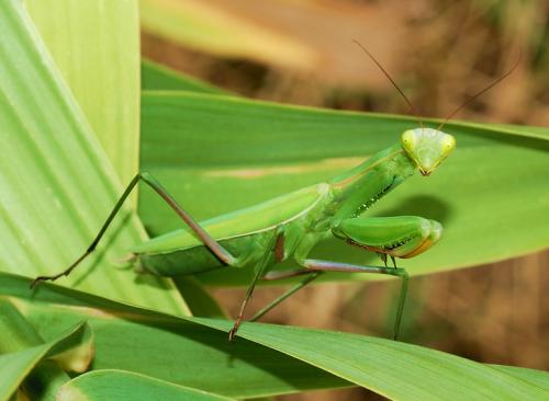 Удивительные факты о богомоле. 6 интересных фактов о богомолах 28 Удивительные факты о богомоле. 6 интересных фактов о богомолах 28