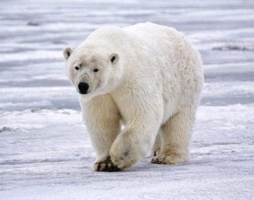 25 интересных вопросов о животных. Интересные вопросы о животных с ответами