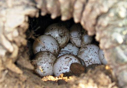 25 интересных вопросов о животных. Интересные вопросы о животных с ответами