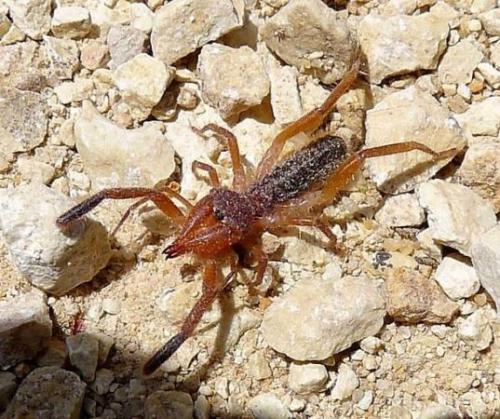 25 интересных вопросов о животных. Интересные вопросы о животных с ответами