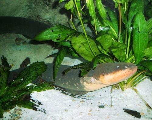 25 интересных вопросов о животных. Интересные вопросы о животных с ответами