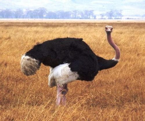 25 интересных вопросов о животных. Интересные вопросы о животных с ответами