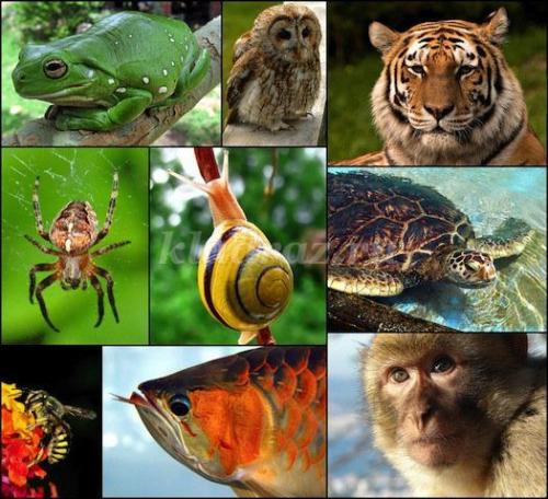 25 интересных вопросов о животных. Интересные вопросы о животных с ответами 13 25 интересных вопросов о животных. Интересные вопросы о животных с ответами 13