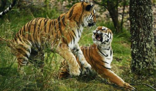 25 интересных вопросов о животных. Интересные вопросы о животных с ответами 22 25 интересных вопросов о животных. Интересные вопросы о животных с ответами 22