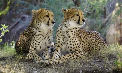 Интересные факты о млекопитающих. Млекопитающие — интересные факты