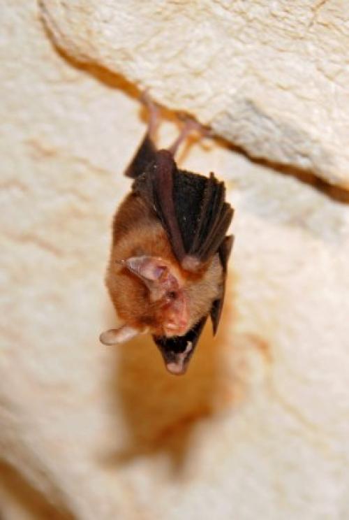 Интересные факты о млекопитающих. Млекопитающие — интересные факты