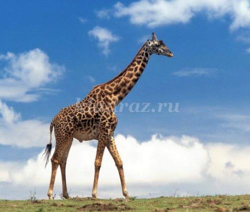 Викторина про животных для детей с ответами. Викторина с ответами для 1 - 2 класса. В мире животных 13