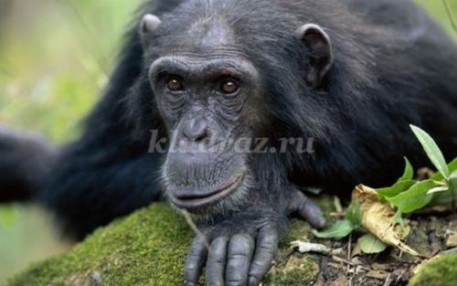 Викторина про животных для детей с ответами. Викторина с ответами для 1 - 2 класса. В мире животных 09